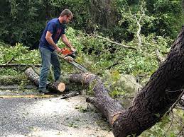 Best Hedge Trimming  in Port Jefferson, NY