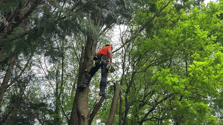 Best Fruit Tree Pruning  in Port Jefferson, NY