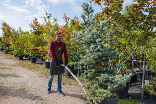 Professional Tree Removal in Port Jefferson, NY